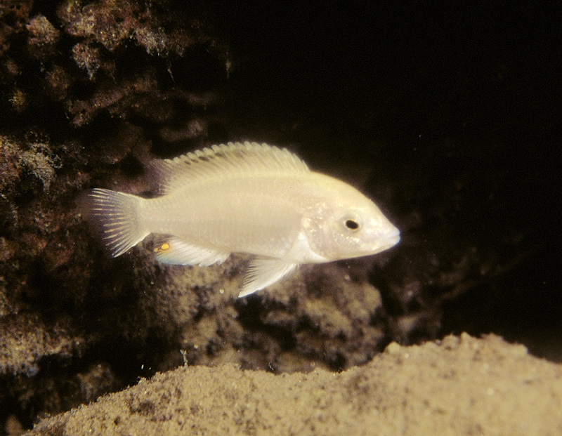 Labidochromis caeruleus 'Nkhoso Point'